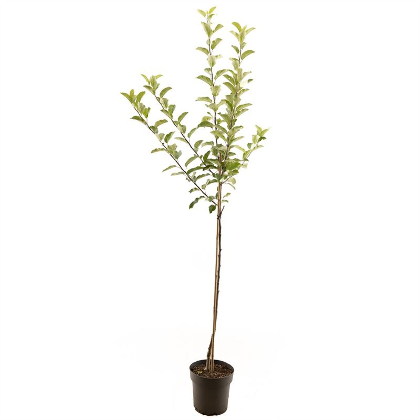 Hybridmagnolia – Magnolia loebneri 'Ballerina' - C7.5 Halfstem